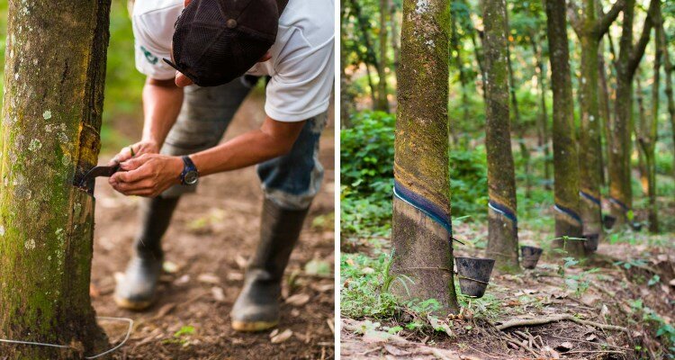 En vez de neopreno, los trajes han sido elaborados con goma natural procedente de bosques de Hevea, en Guatemala, certificados por la Rainforest Alliance. 